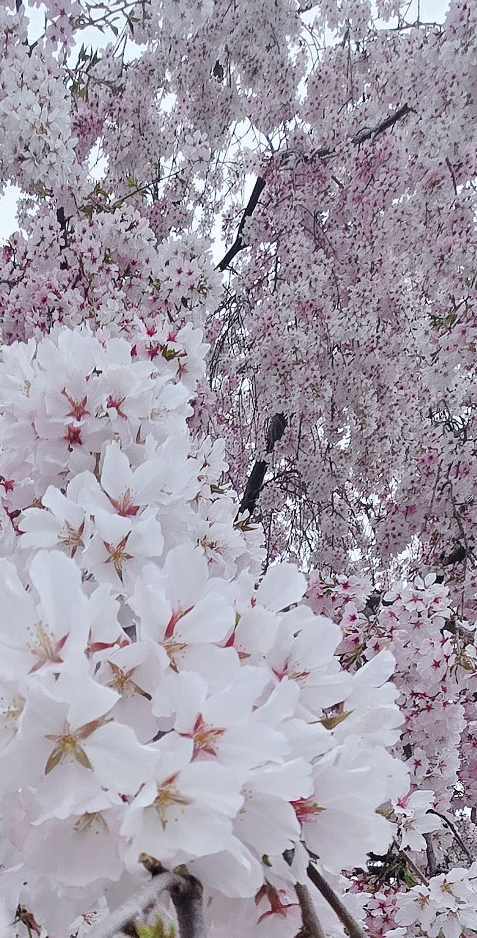 四国一周の旅🚙