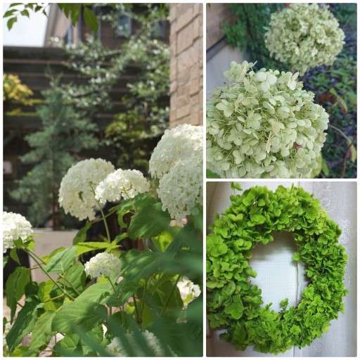 魅力いっぱい♪ 紫陽花アナベル♡