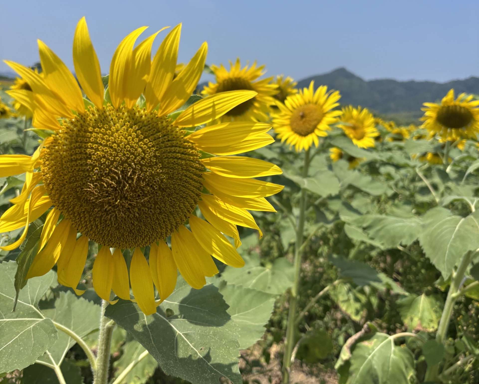 少しずつ、秋の気配。