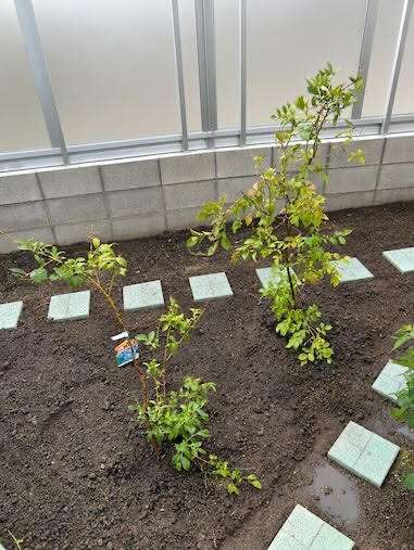 庭にブルーベリーを植えました♪